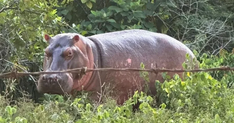 colombia-hippo-jpg